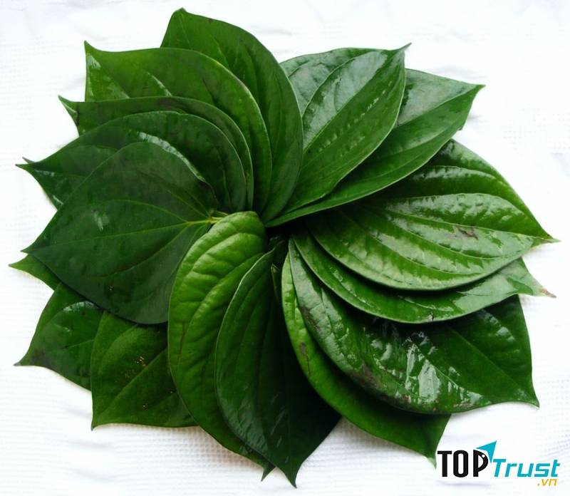 Lá trầu không trị đau nhức răng
