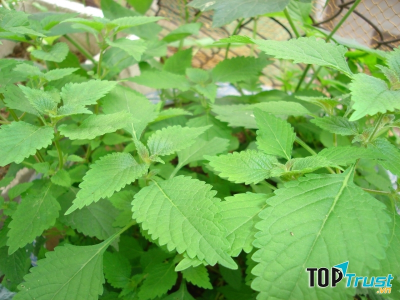 Lá kinh giới
