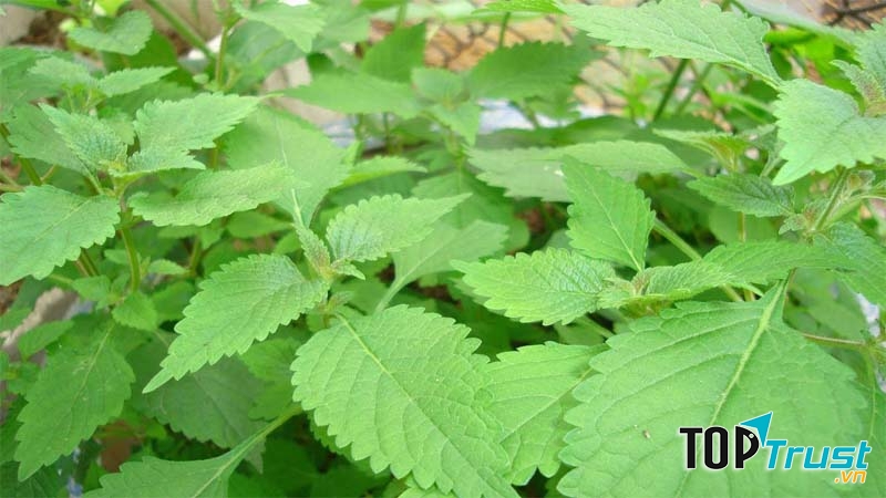 Trị rôm sảy bằng lá kinh giới