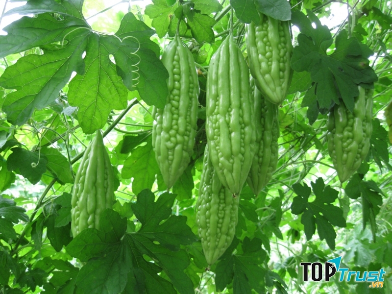 Mướp đắng