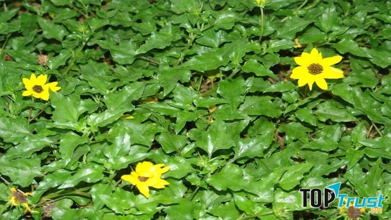 Trị rôm sảy bằng sài đất