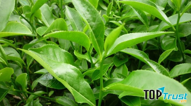 Trị rôm sảy bằng trà xanh