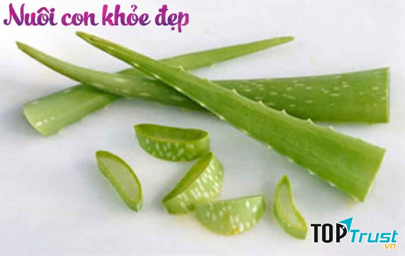 Lô hội còn gọi là nha đam