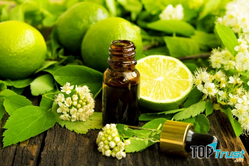 Trị sẹo thâm bằng tinh dầu cây ngải đắng