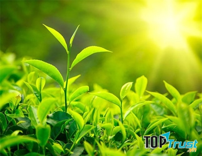 Trà xanh là bài thuốc trị viêm hiệu quả từ xa xưa