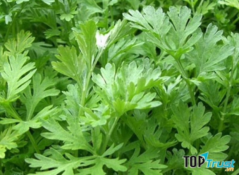 Bài thuốc trị viêm từ ngải cứu rất hiệu quả