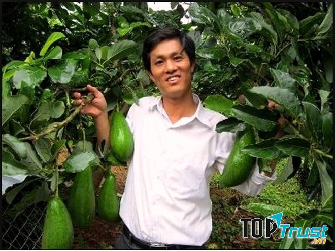 Anh Mười bên giống bơ lai ghép thành công, thu nhập tiền tỷ mỗi năm