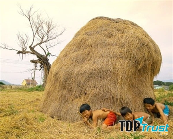 Trốn sau đống rơm