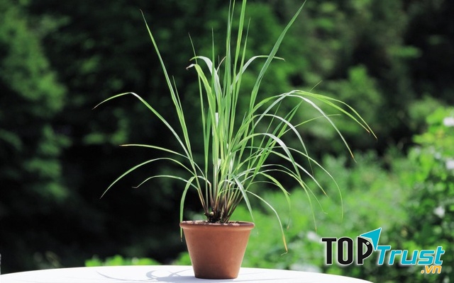 Thay vì sử dụng các loại thuốc chống muỗi bạn có thể trồng trong nhà một vài cây sả để đuổi muỗi vừa hiệu quả vừa an toàn.