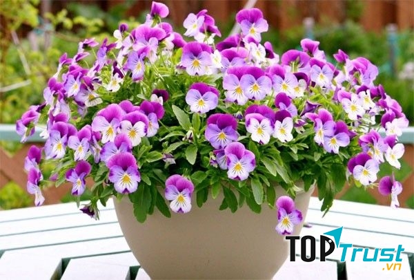 Trồng và chăm sóc hoa, cây cảnh