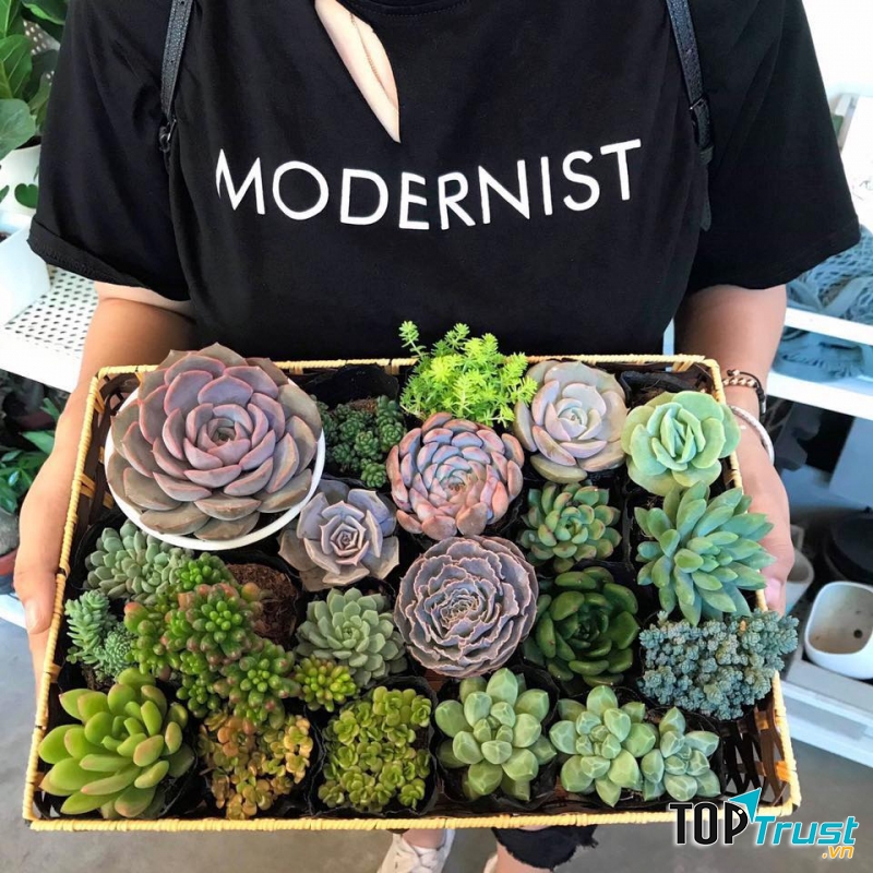 Tropical Forest Coffee