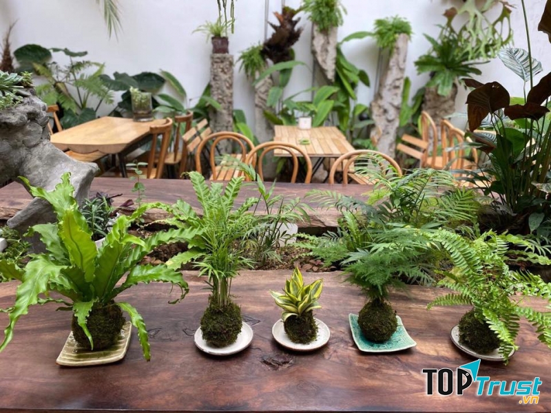 Tropical Forest Coffee