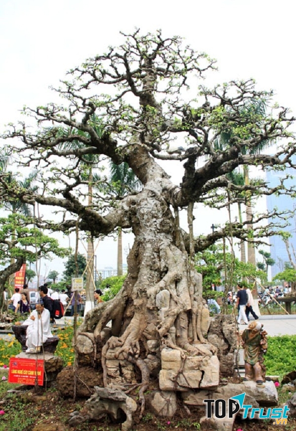 Cây sanh đại thụ thế Trực quân tử