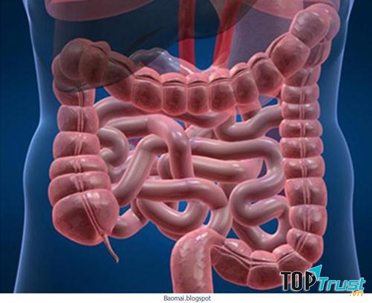Ruột đôi khi dài hơn bạn tưởng đó.