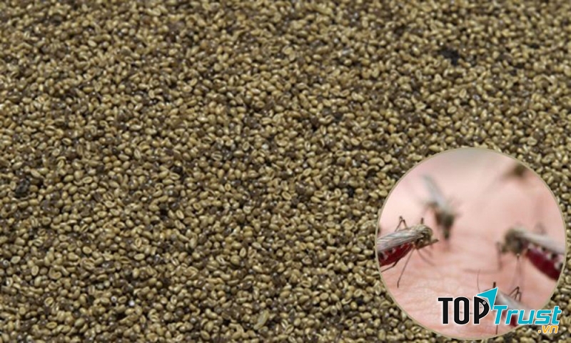 Trứng muỗi rang - Mexico