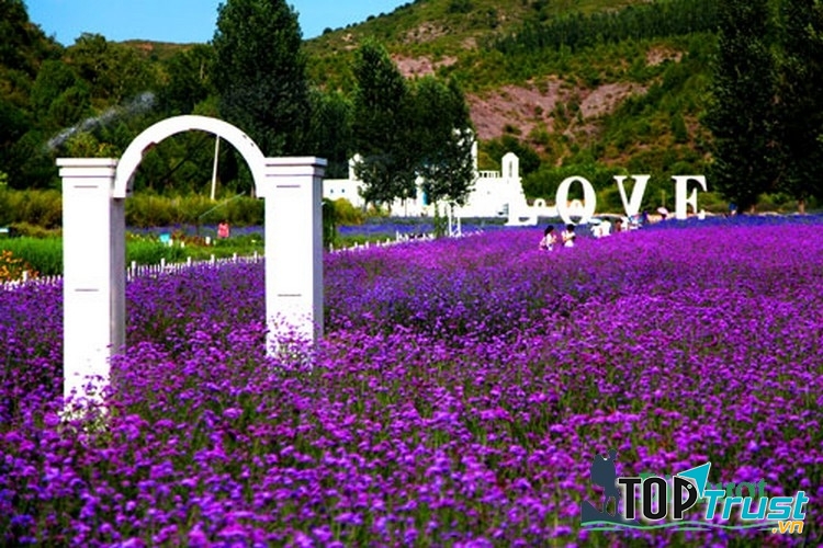 Oải hương tượng trưng cho tình yêu chung thủy