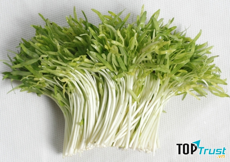 Trung tâm giống cây trồng Vạn Xuân