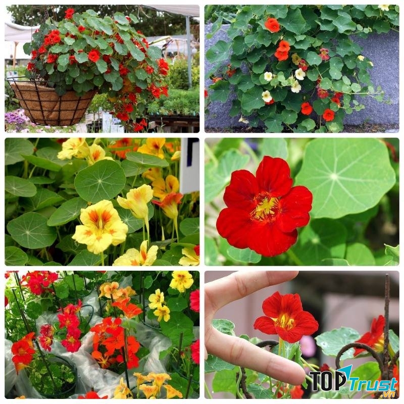 Hạt giống sen cạn