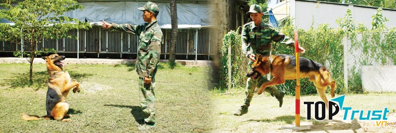 Trung tâm huấn luyện chó Cảnh Khuyển 24h