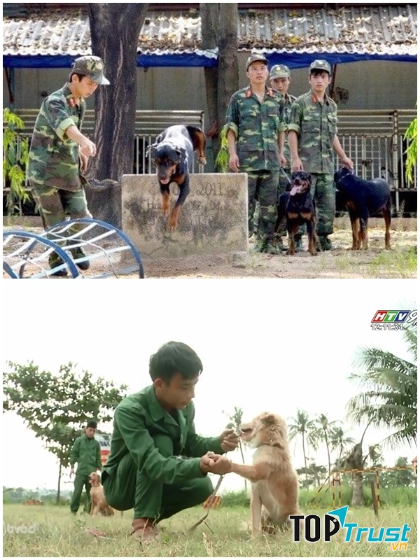 Trường huấn luyện chó Thành Tài