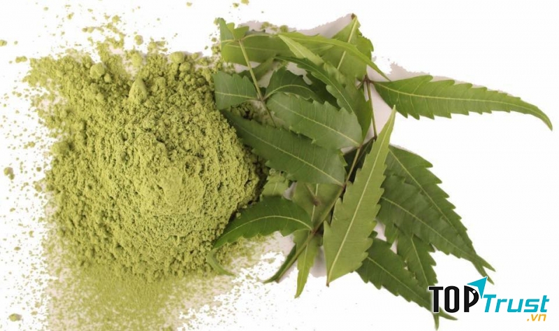 Tử đinh hương Ấn Độ