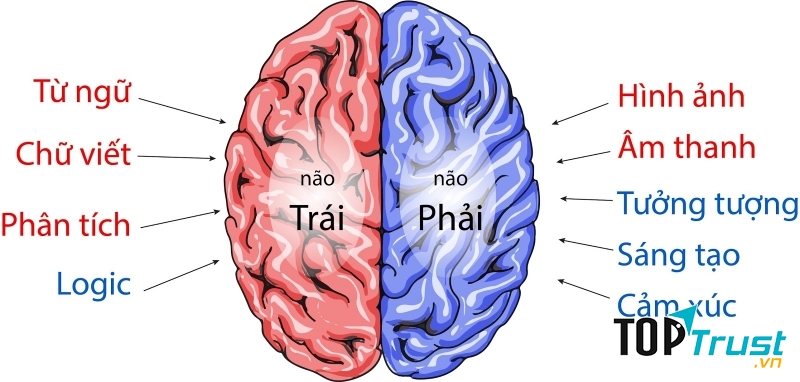 Tư duy bằng cả hai bán cầu não