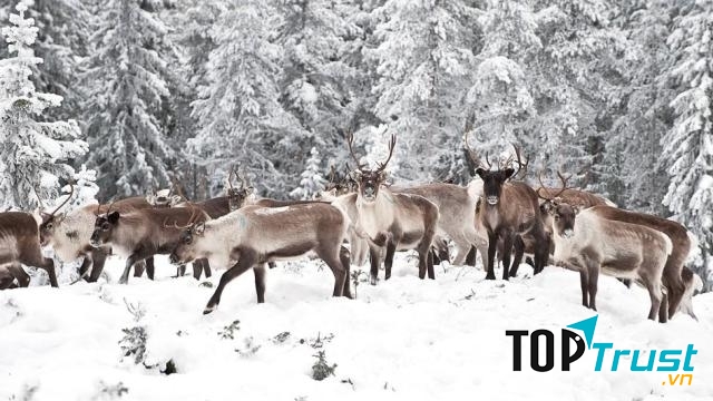 Mỗi năm đàn tuần lộc vượt hàng trăm km về phía Bắc để tìm kiếm thức ăn