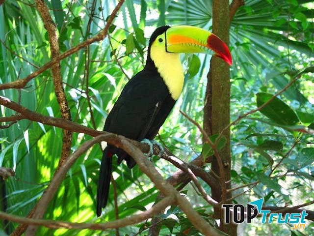 Tucan mỏ đục (Ramphastos sulturatus)
