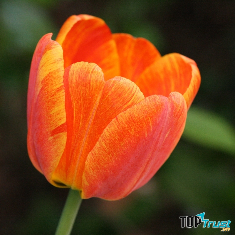 Tulip cam