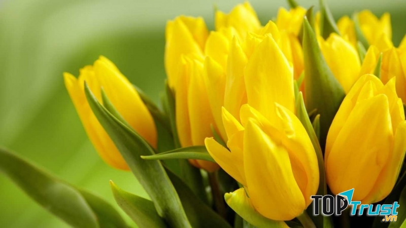 Tulip vàng