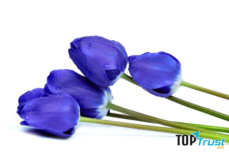 Tulip xanh