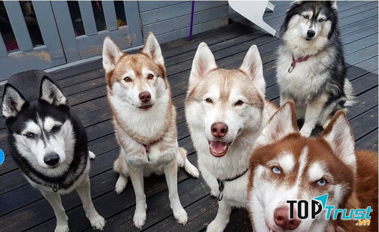 Tùng Lộc Pet