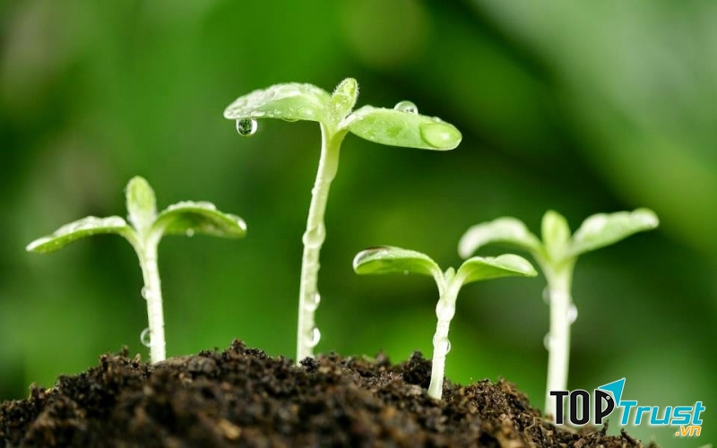 Cùng với sự phát triển của hạt giống, may mắn đến với người tuổi Dậu cũng dần tăng