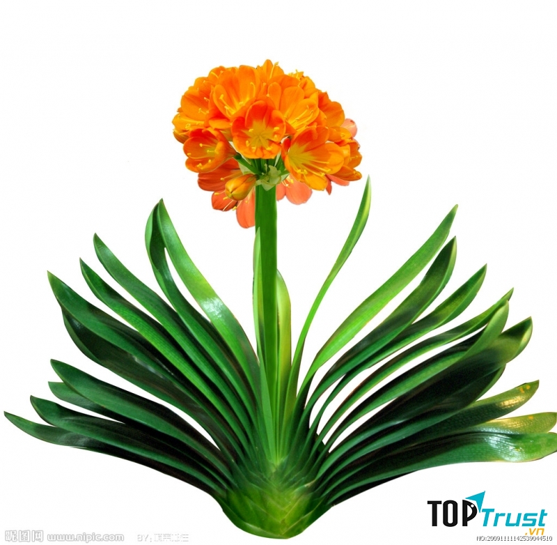 Tuổi Hợi