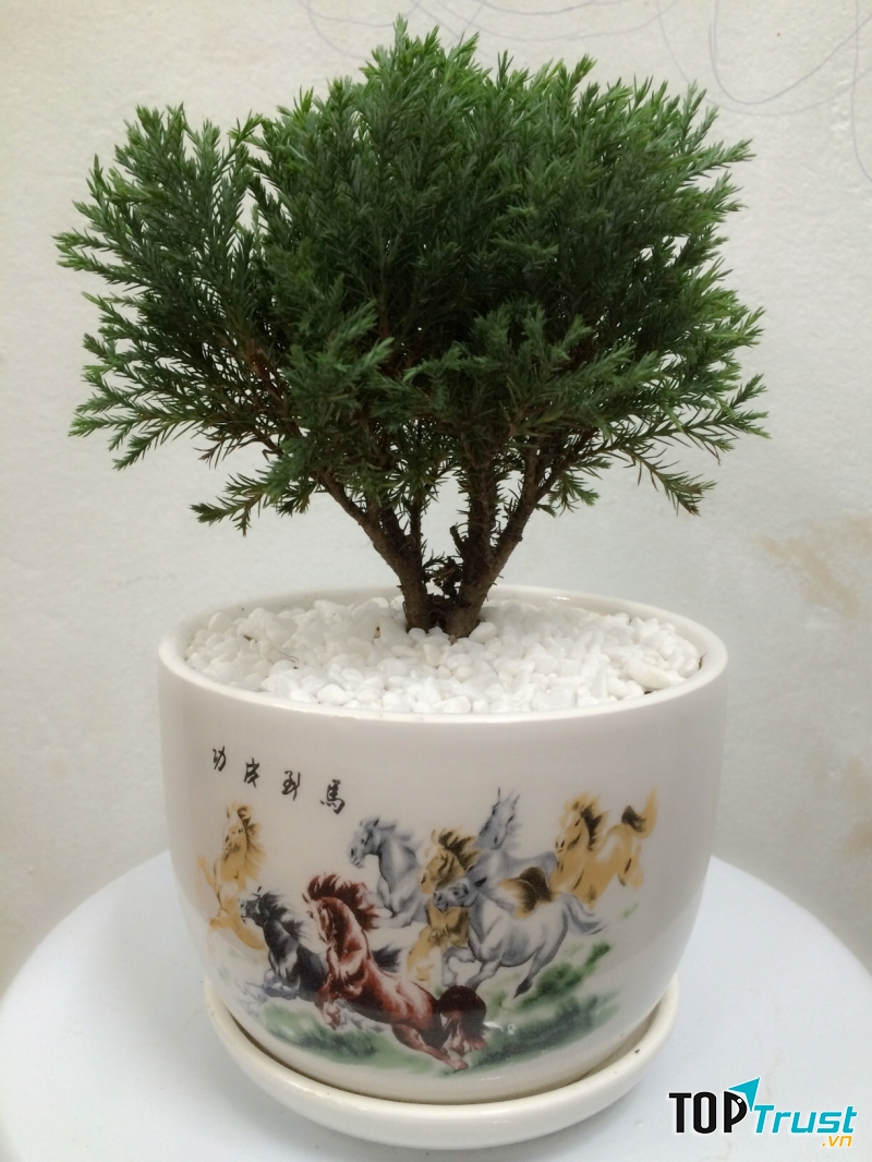 Tuổi Mùi