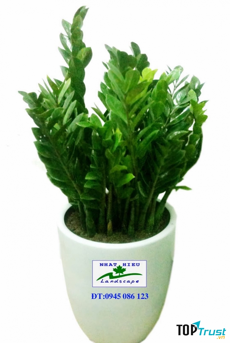 Tuổi Tý