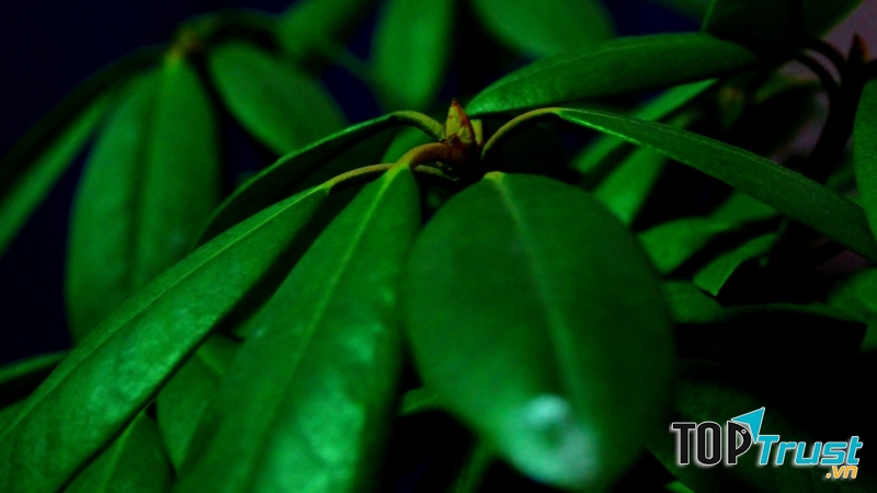 Màu xanh lá giúp người tuổi Tý cải thiện tâm trạng