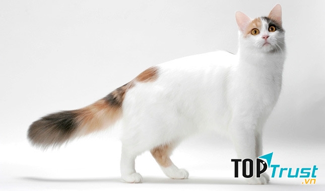 Turkish Van có bộ lông rất đặc trưng với các đốm màu tập trung chủ yếu ở đầu và đuôi