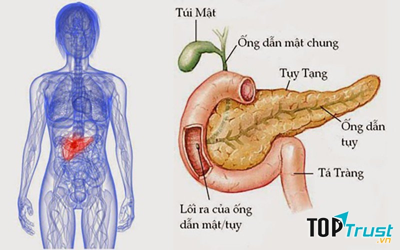 Nguy cơ tiểu đường từ việc suy giảm chức năng tuyến tụy