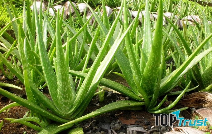 Cây lô hội (Aloe vera)