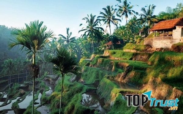 Ruộng bậc thang ở Ubud