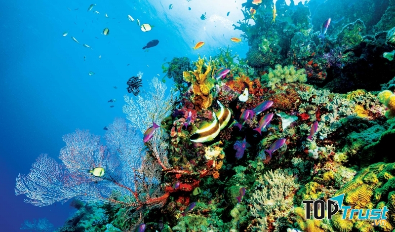 Rạn san hô Great Barrier