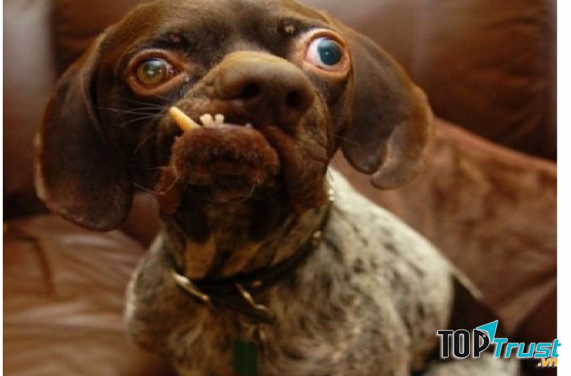 Hình ảnh của chú chó Ug