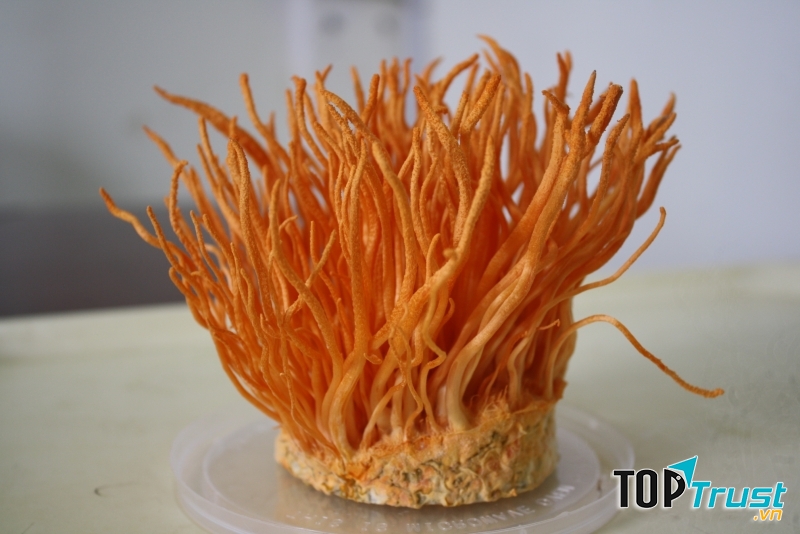 Đông trùng hạ thảo