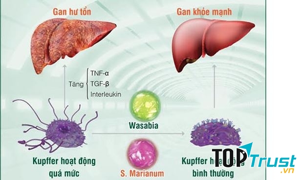 Chất độc đều thải qua gan nên cần chú ý chế độ ăn uống hợp vệ sinh.