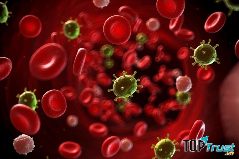 Các tế bào bạch cầu xâm lấn, phá hủy hồng cầu gây ung thư máu