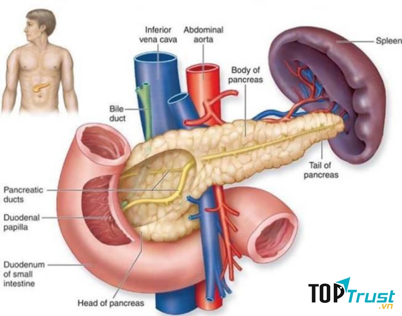 Kiểm tra sức khỏe định kì để phát hiện sớm ung thư tuyến tụy