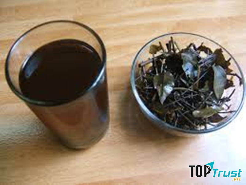 Nước chè vằng vừa giúp kháng viêm vừa lợi sữa