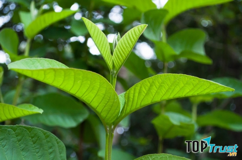 Uống nước lá ổi và ăn chuối tiêu xanh xay nhuyễn trộn nấu với cháo.