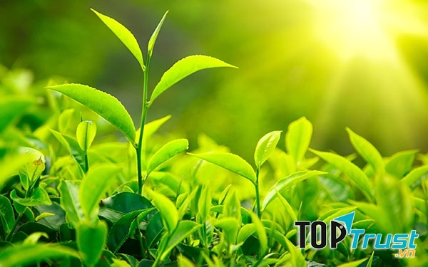 Trà xanh giúp ngăn ngừa những nguy cơ loãng xương